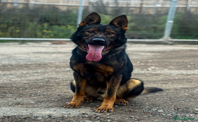 German Shepherd dogs - Advert 1
