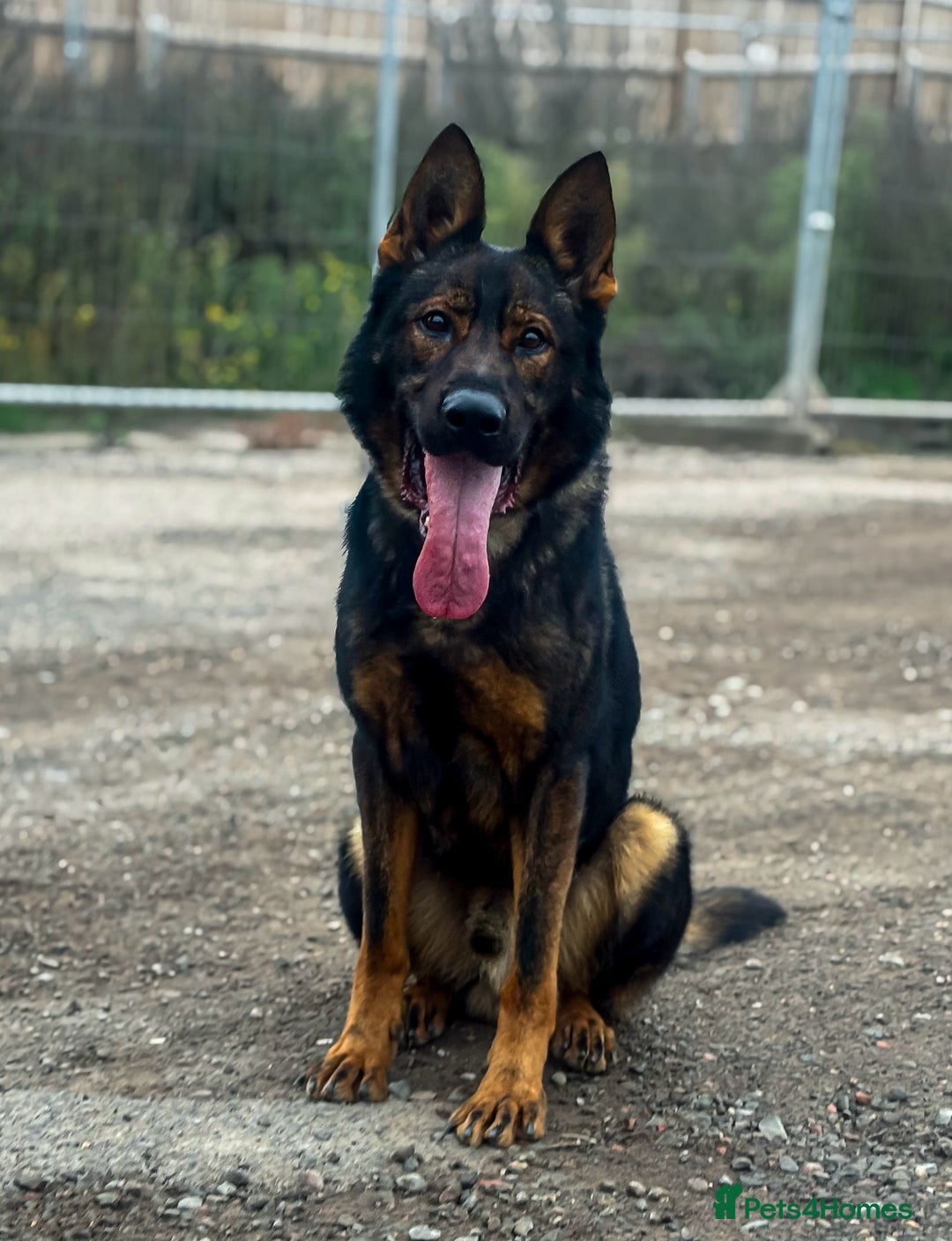 German Shepherd dogs for sale: Black sable working Import male - Image 2