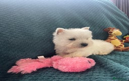 West Highland Terrier dogs for sale: KC registered west highland white puppues - Image 9