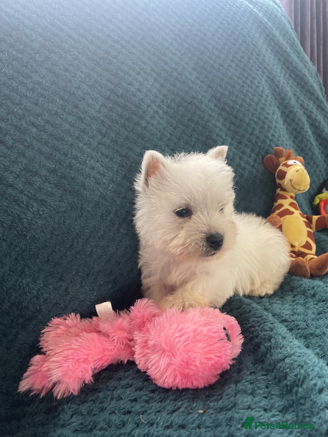 West Highland Terrier dogs for sale: KC registered west highland white puppues - Image 9