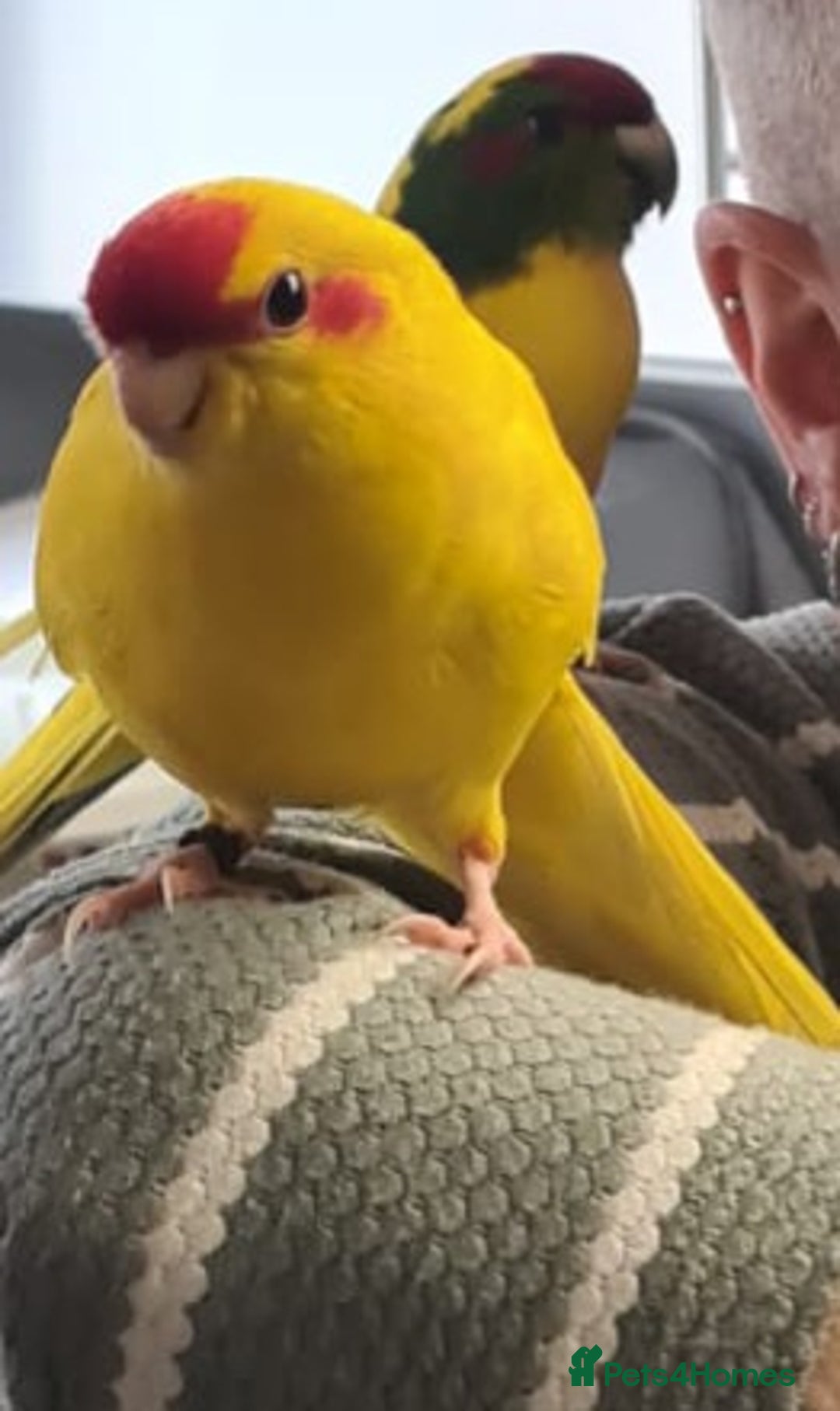 Parakeets birds for sale: Kakariki's x4 handreared kakariki's  - Image 20