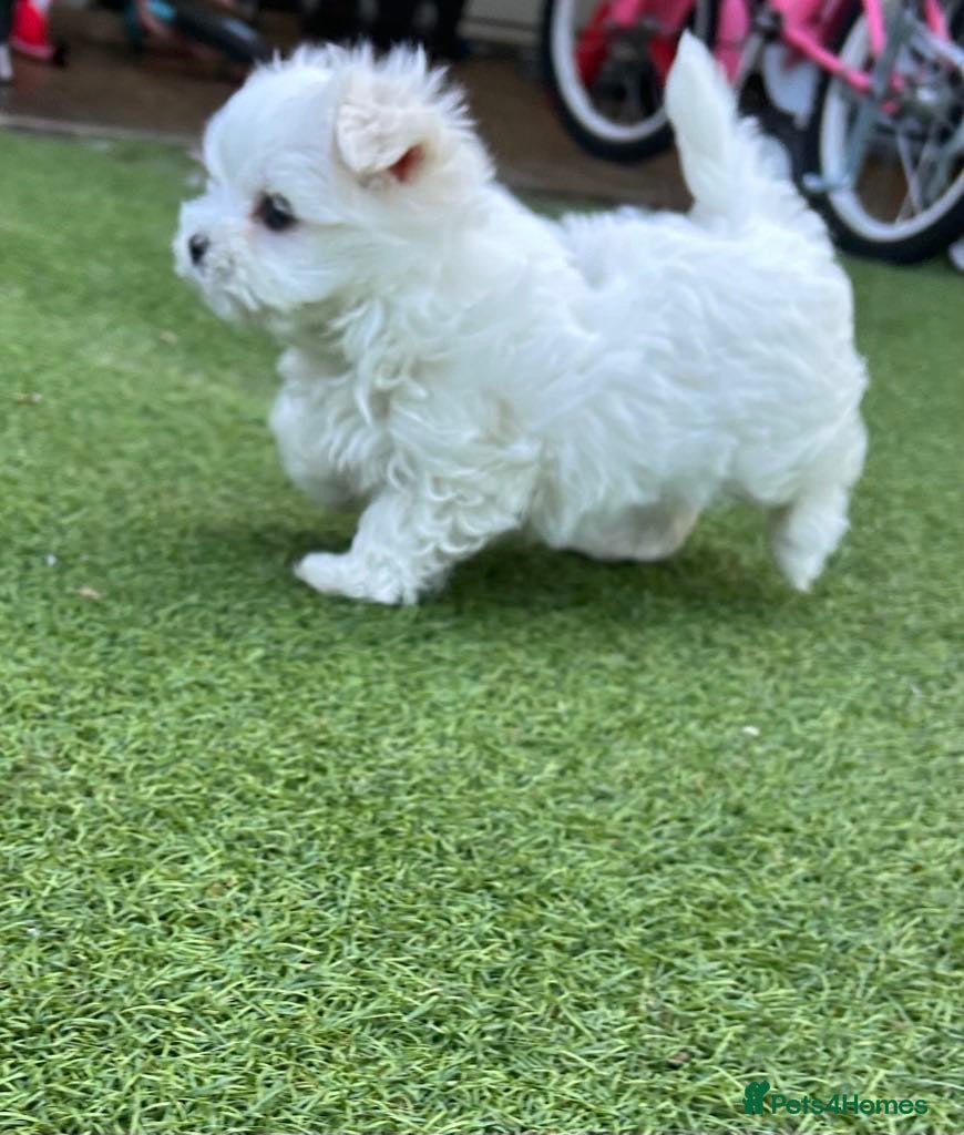 Maltese dogs Maltese Korean mini  - Advert 1