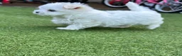 Maltese dogs for sale: Maltese Korean mini  - Advert 5