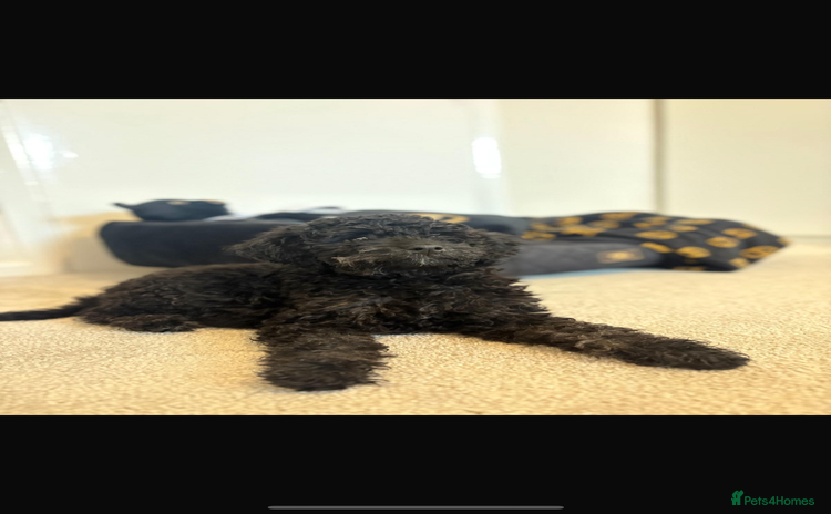 Cockapoo dogs - Advert 10