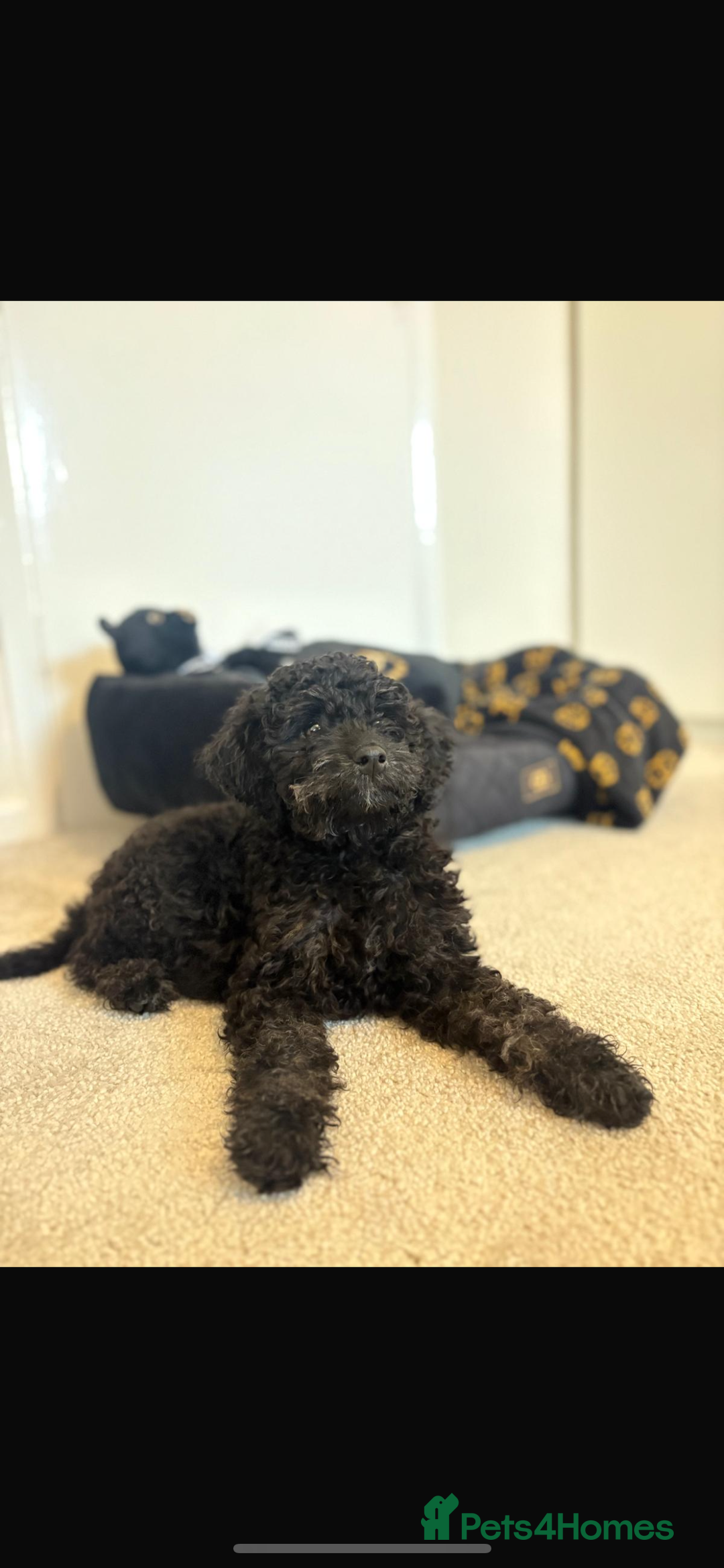 Cockapoo dogs for sale: Bonnie - Image 1