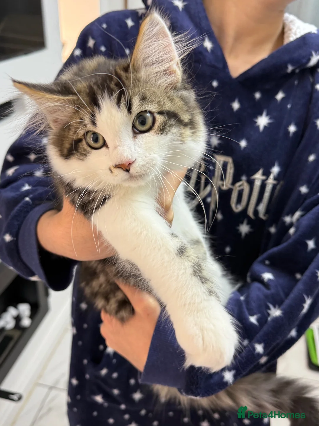 Mixed Breed cats for sale: Ragdoll X male kitten in Manchester - Advert 2