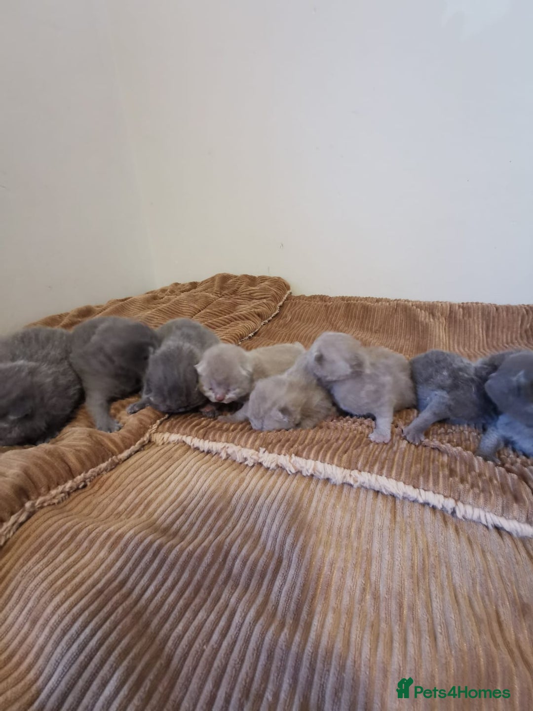 British Shorthair cats for sale: GCCF REGISTERED BRITISH SHORTHAIRED KITTENS - Advert 5
