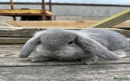 French Lop rabbits for sale: Pure breed French lop bucks  - Image 4