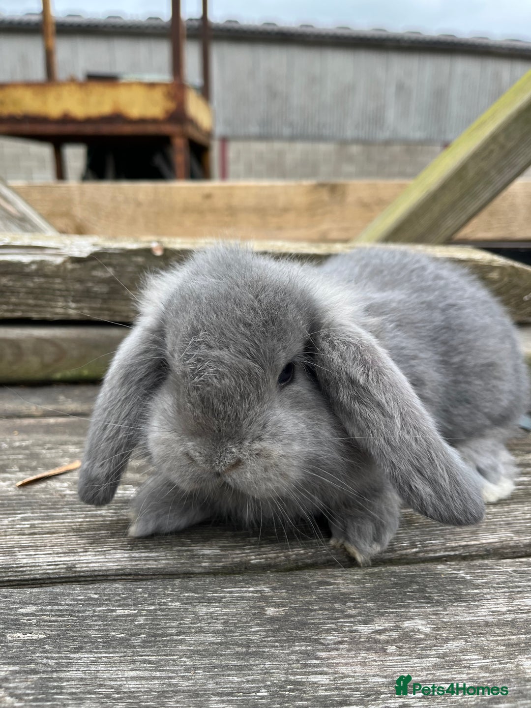 French Lop rabbits for sale: Pure breed French lop bucks  - Image 4