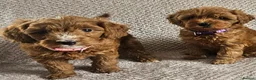 Cavapoo dogs for sale: F1b Cavapoo Puppies!!  - Advert 15