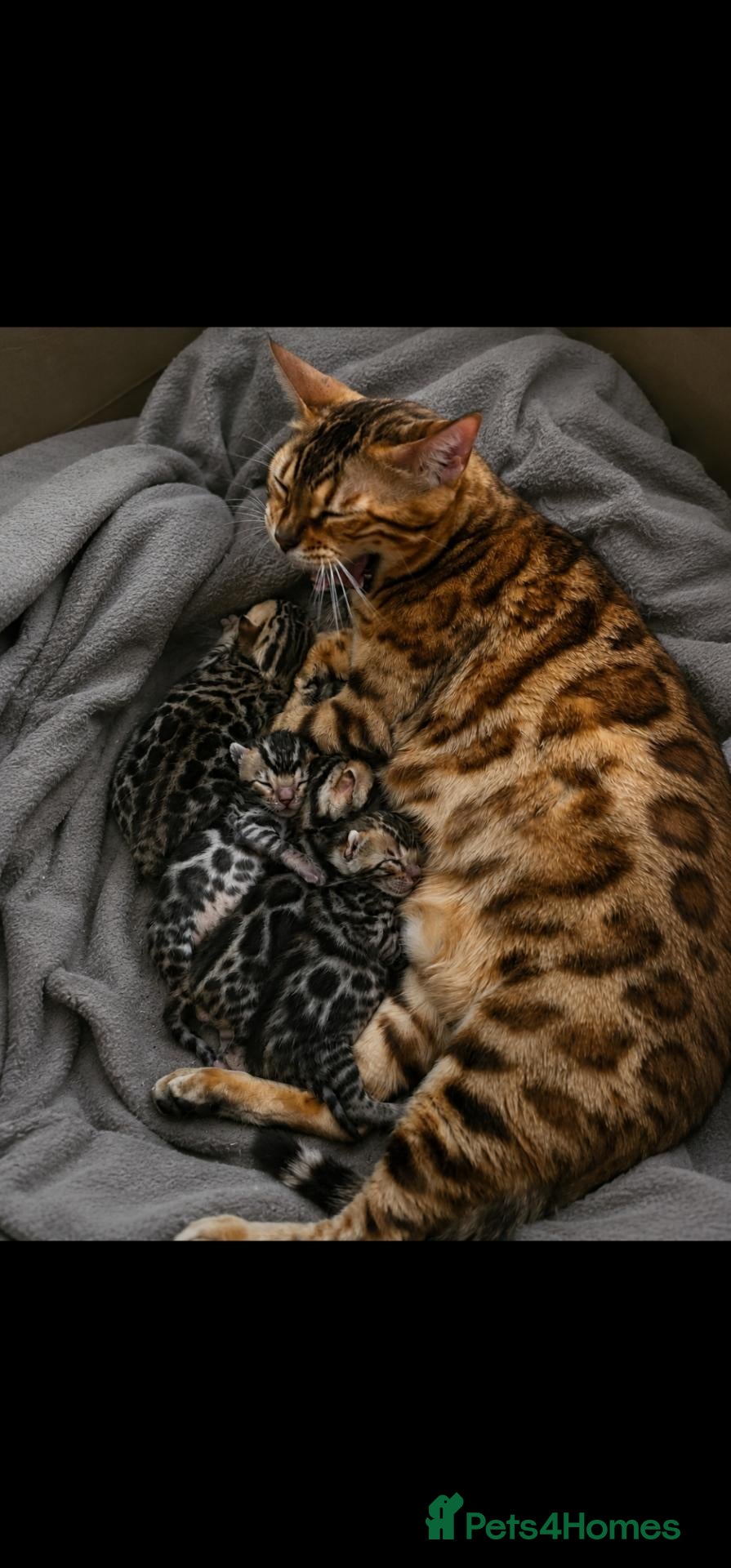 Bengal cats Bengal kittens - Advert 1