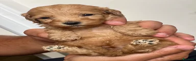 Cockapoo 6 