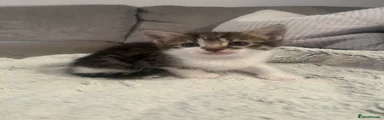 Domestic Shorthair 2