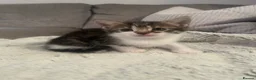 Domestic Shorthair cats for sale: 3 adorable kittens looking for their forever home  - Advert 6