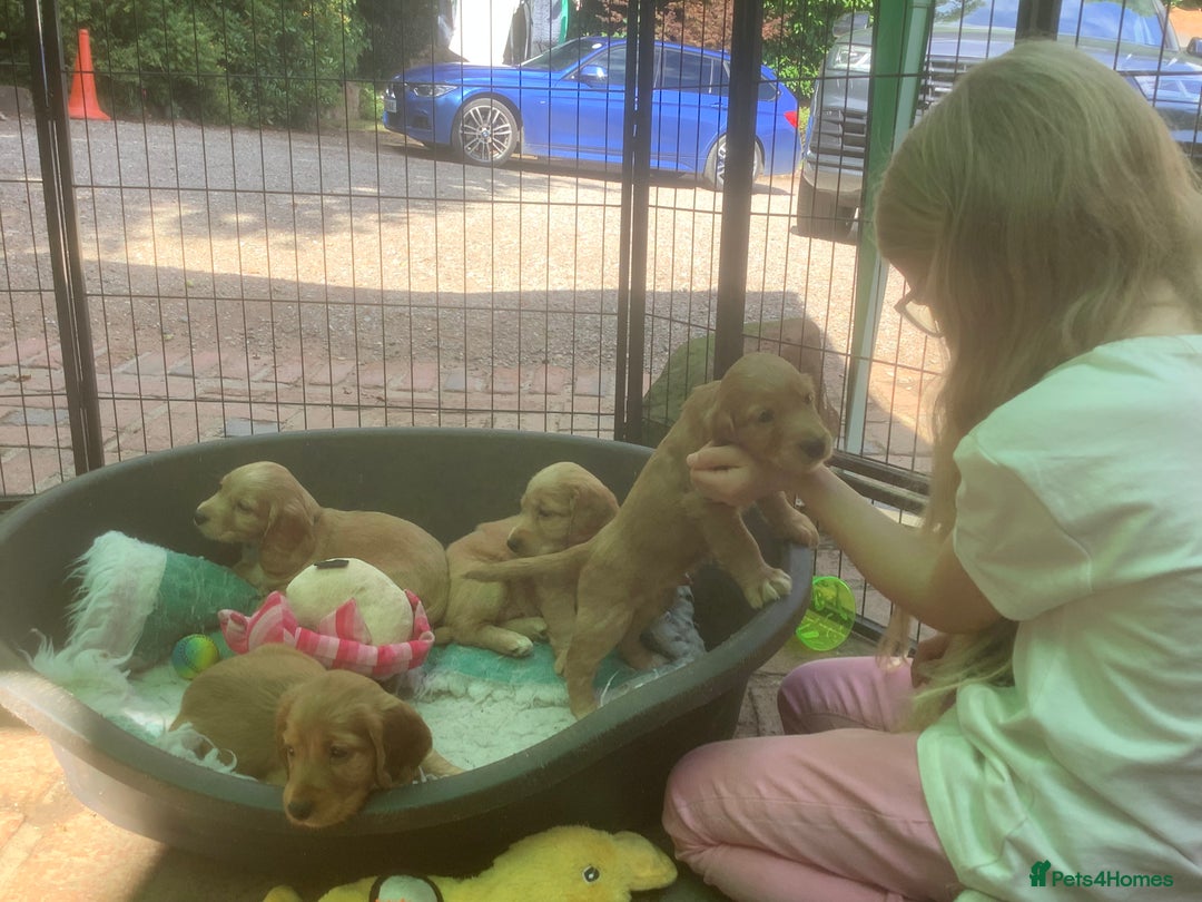 Cocker Spaniel dogs for sale: Stunning Top Working Cocker Spaniel Puppies - Image 7