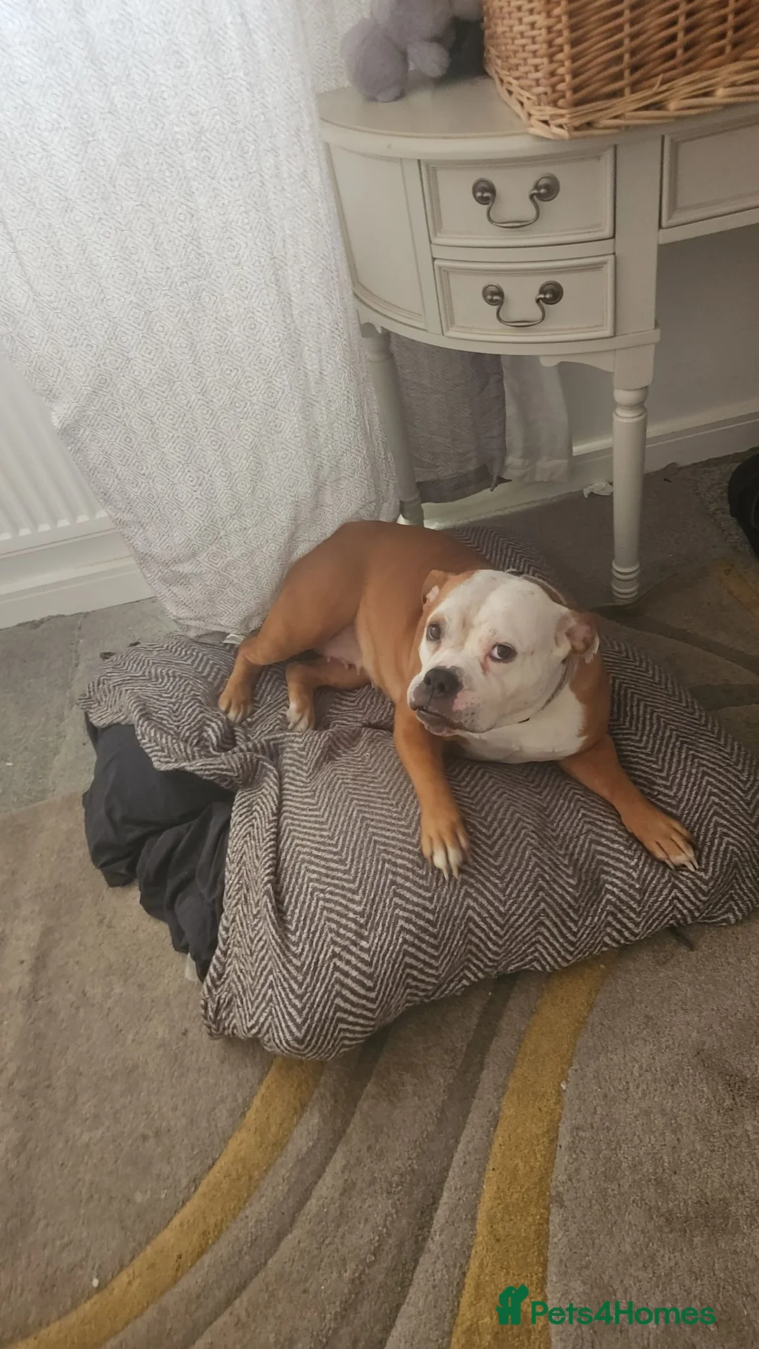 Mixed Breed dogs for sale: Luna  - Advert 3