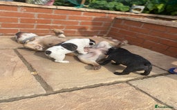 French Bulldog dogs for sale: 15th Gen French Bulldogs (KC reg / breed colours) in Nottingham - Image 21
