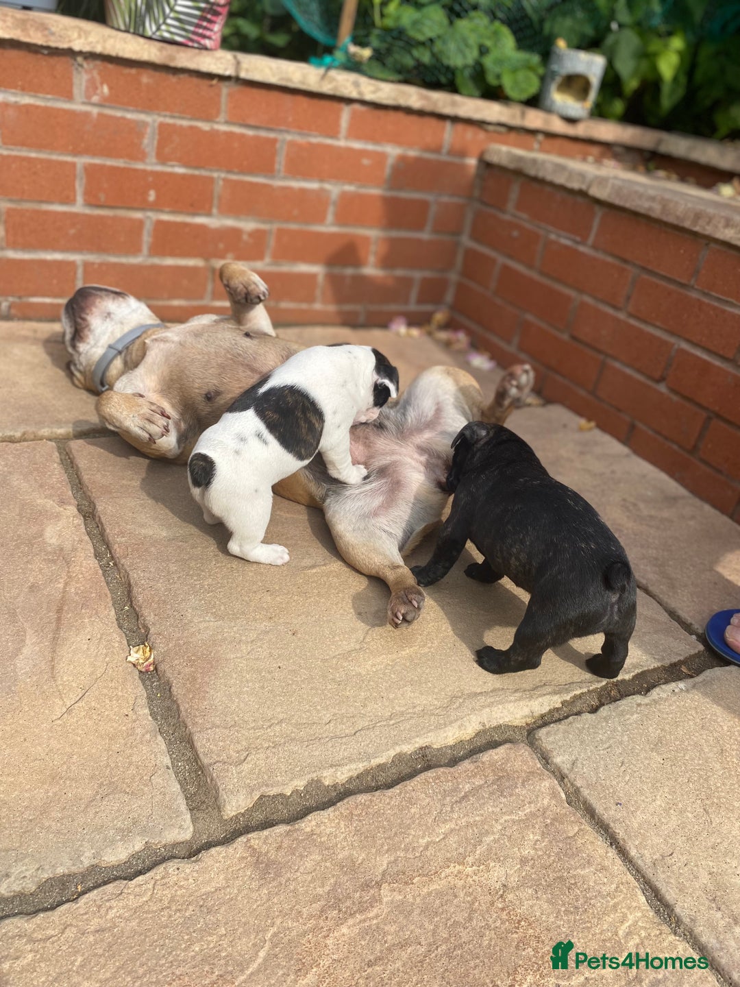 French Bulldog dogs for sale: 15th Gen French Bulldogs (KC reg / breed colours) in Nottingham - Image 21