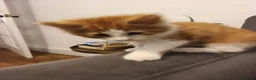 Mixed Breed cats for sale: Kittens for sale in Colchester - Advert 9