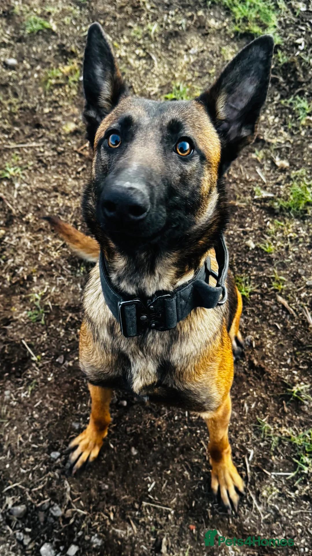 Belgian Shepherd Dog dogs for sale: Top Class Belgian Malinois Bitch  in Stratford-upon-Avon - Advert 2