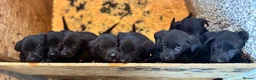 Borador dogs for sale: Gorgeous Lab x pups in Lanark - Advert 3