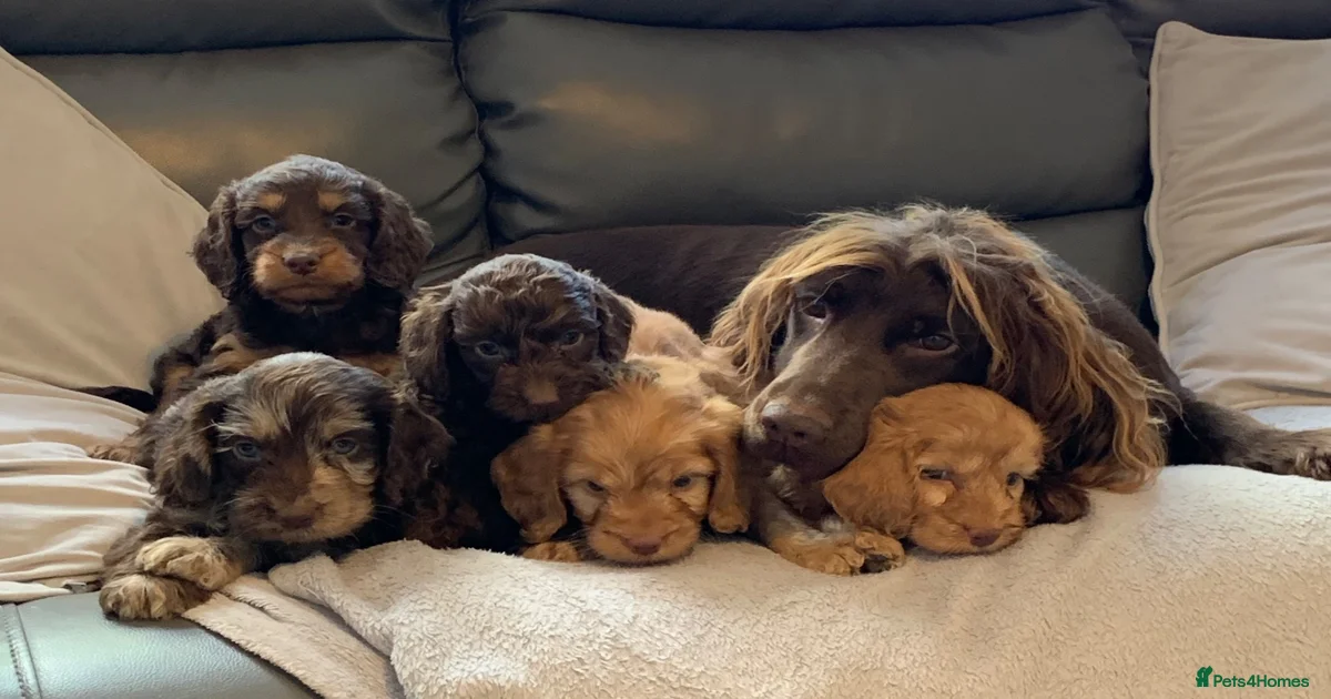 Cockapoo Puppies for sale in Preston, Lancashire | Pets4Homes