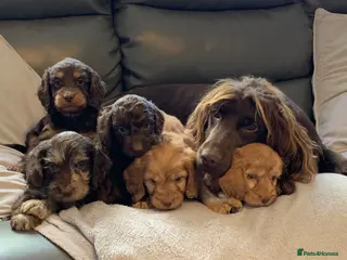 Cockapoo dogs Healthy toy cockapoo companions - Advert 2