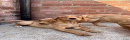 Labrador Retriever dogs for sale: KC Working line- From health tested parents  - Advert 7