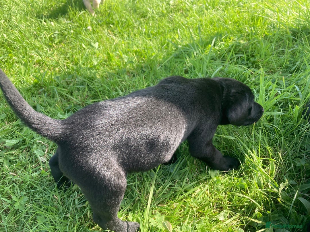 Labrador Retriever dogs for sale: Beautiful KC Reg Lab pups  - Image 27
