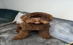 Labradoodle dogs for sale:  Mini toy labradoodle needing a new home  - Image 24