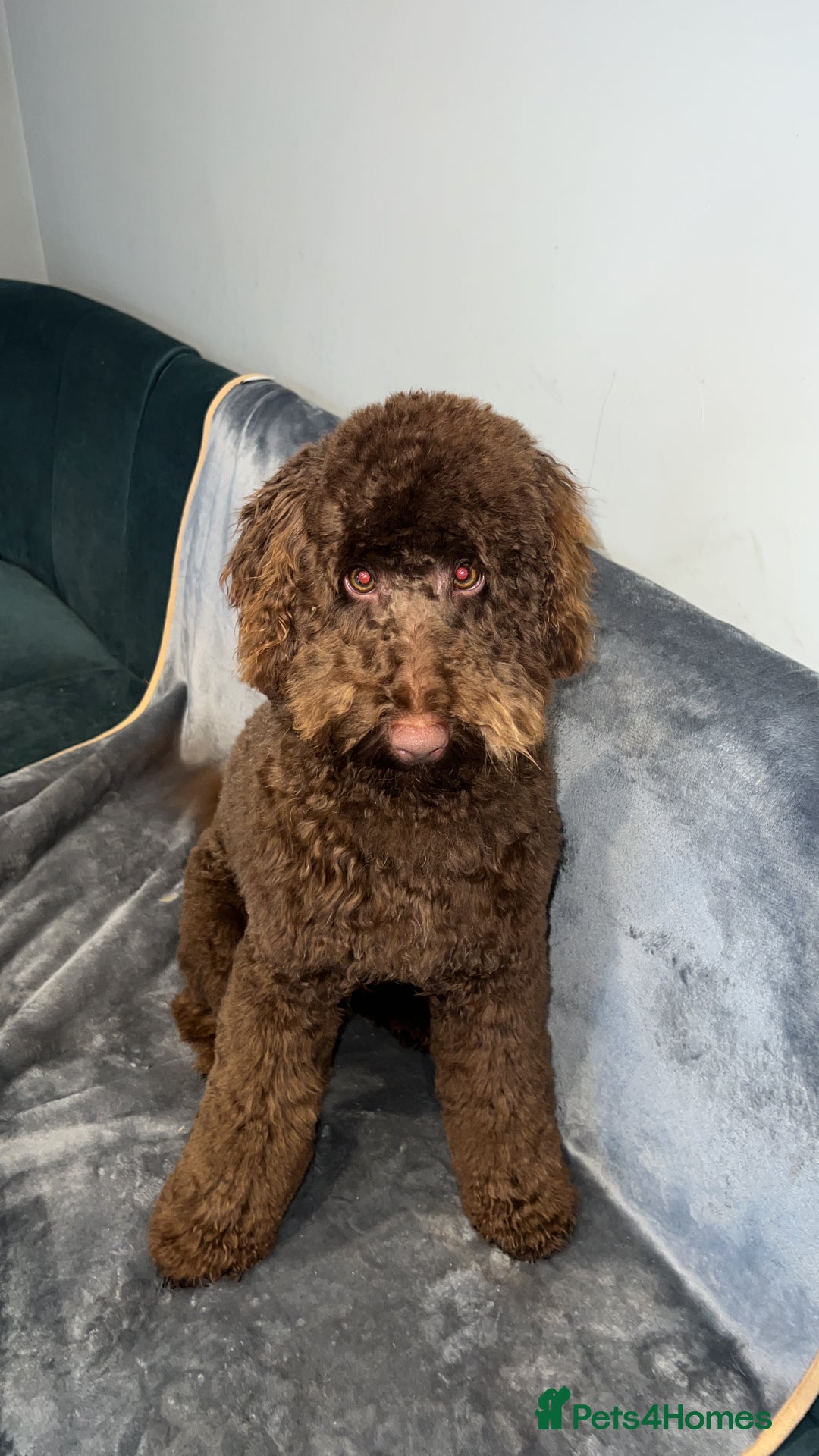 Labradoodle dogs for sale:  Mini toy labradoodle needing a new home  - Image 24