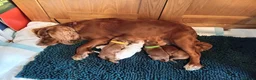 Cocker Spaniel dogs for sale: Working Cocker Spaniel Puppies  in Pulborough - Advert 10