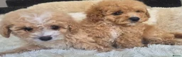 Cavapoo dogs for sale: Toy cavapoos heath checked 100 percent perfect - Advert 17