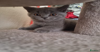British Shorthair cats - Advert 5