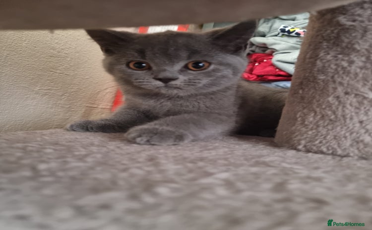 British Shorthair cats - Advert 14