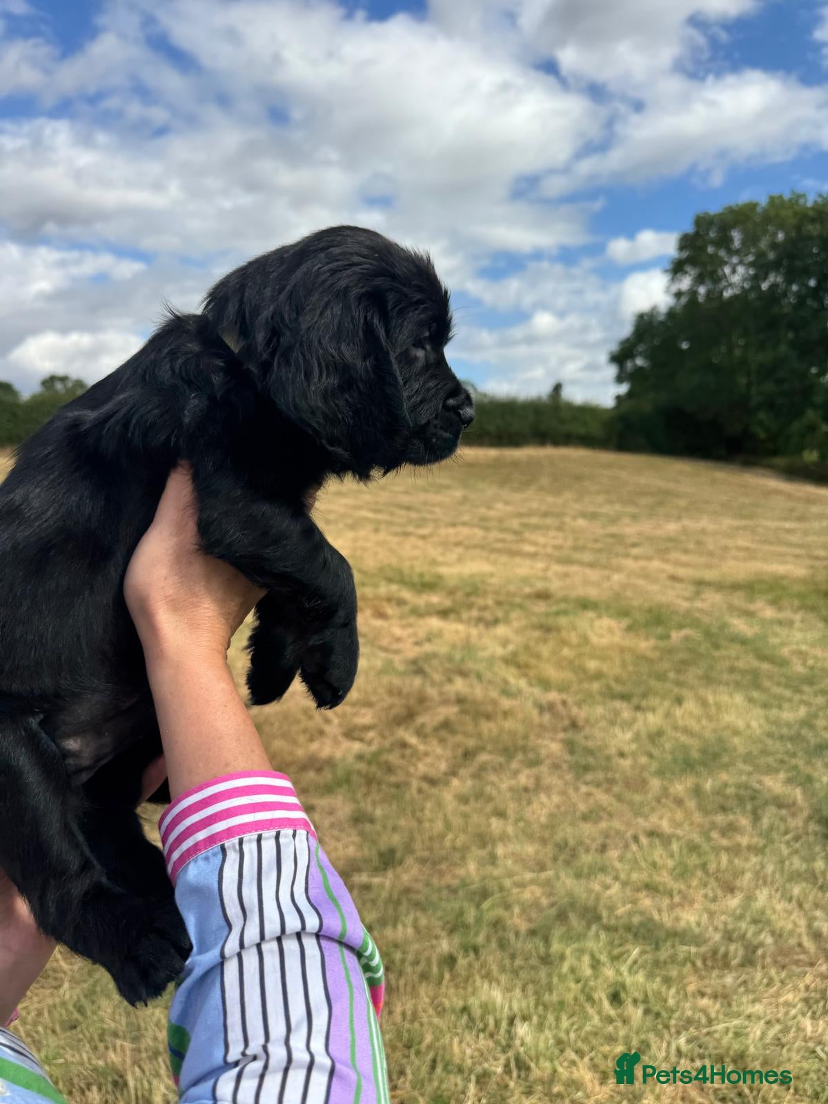 Mixed Breed dogs Spangold Retriever Pups (Springer/GoldenRetriever) - Advert 2