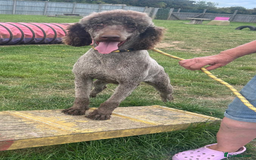Standard Poodle dogs for sale: Gorgeous Chocolate Standard Poodle Ladies  - Image 11