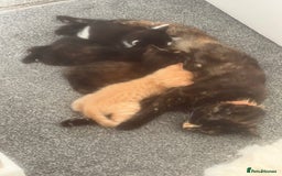 Mixed Breed cats for sale: Tortoise shell kittens - Image 5