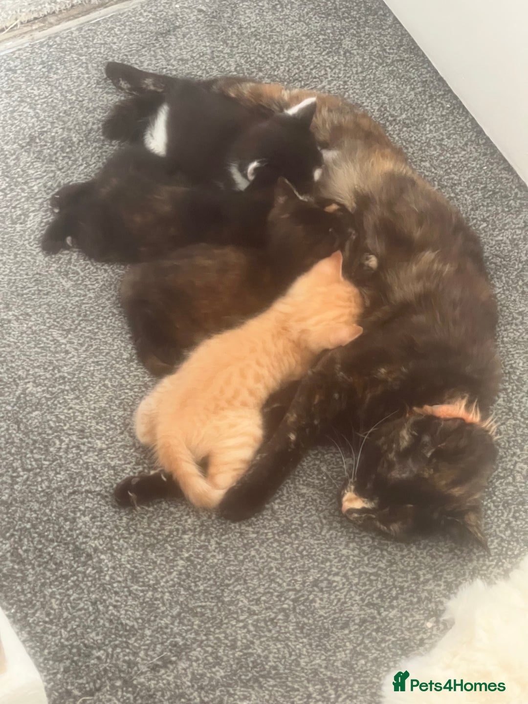 Mixed Breed cats for sale: Tortoise shell kittens - Image 5