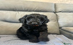 Cockapoo dogs for sale: Male F2 Cockapoo Puppy Ready for His Forever Home! - Advert 3