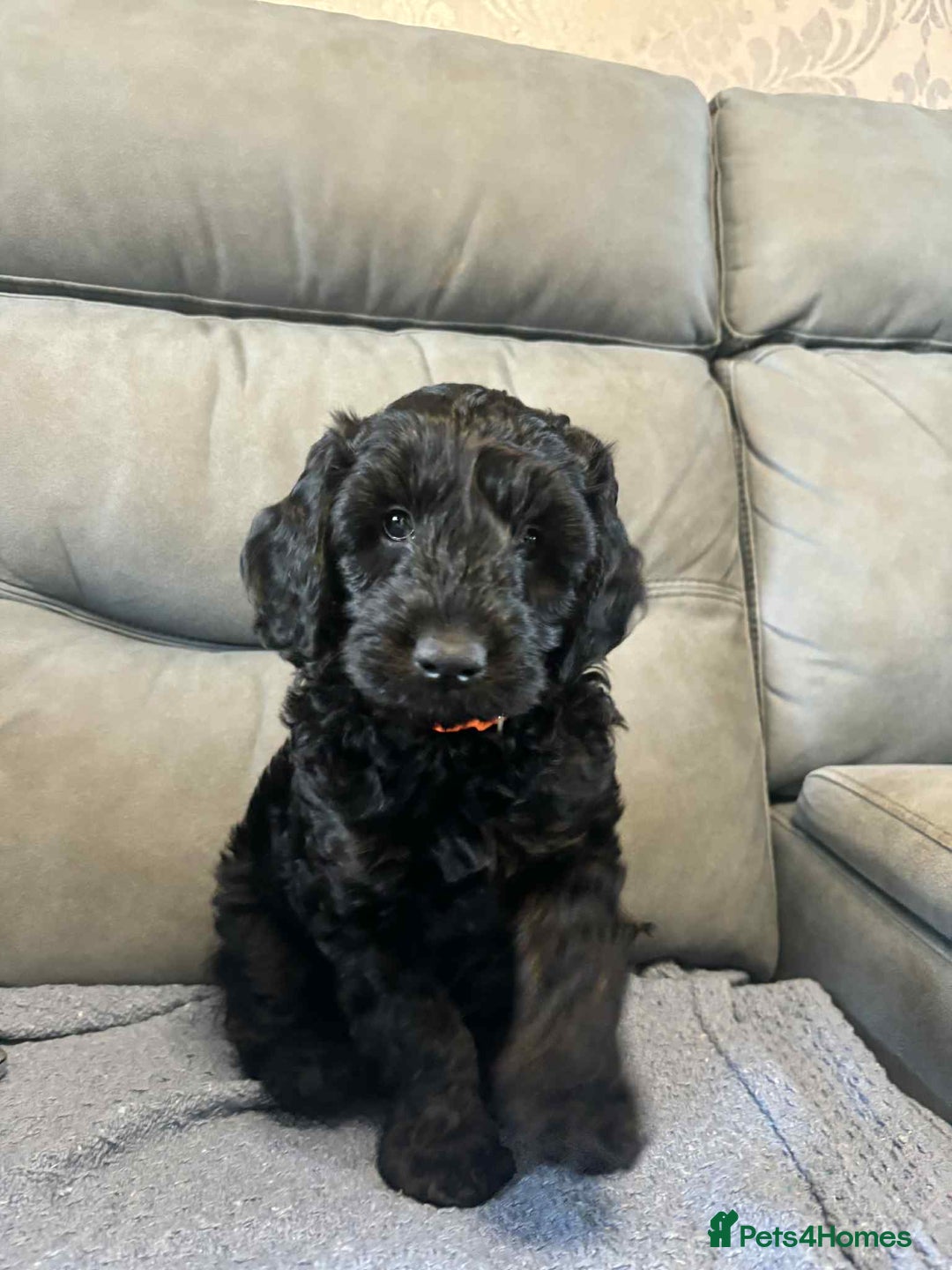 Cockapoo dogs for sale: Male F2 Cockapoo Puppy Ready for His Forever Home! - Advert 3
