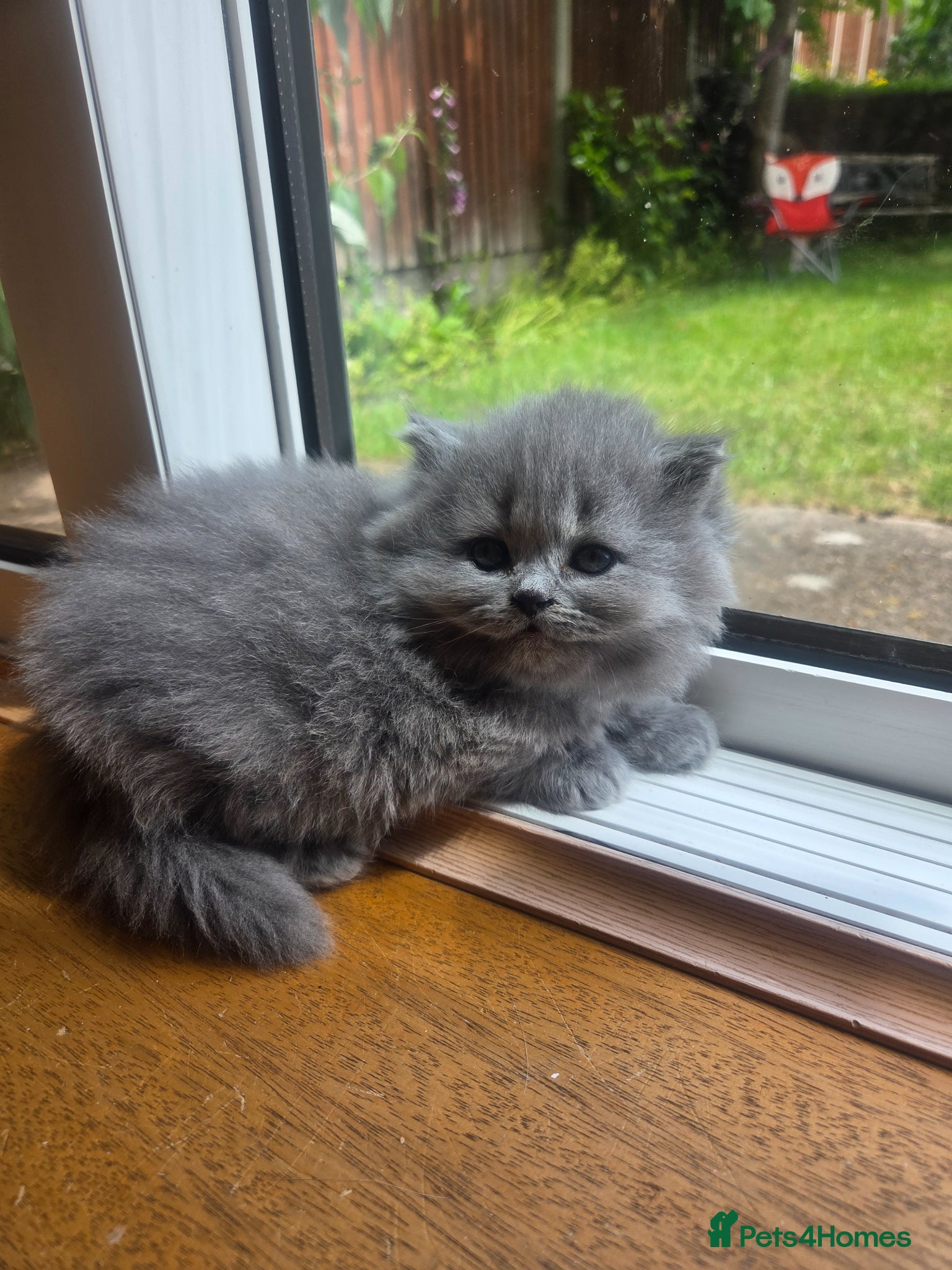 British Shorthair cats for sale: Kittens blue longhair boys and girl in Nottingham - Advert 21