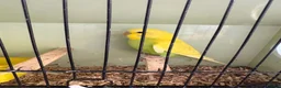 Budgerigars birds for sale: Baby budgie in Saint Helens - Advert 3