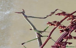 Praying Mantis invertebrates for sale: Praying Mantises for sale - Image 8