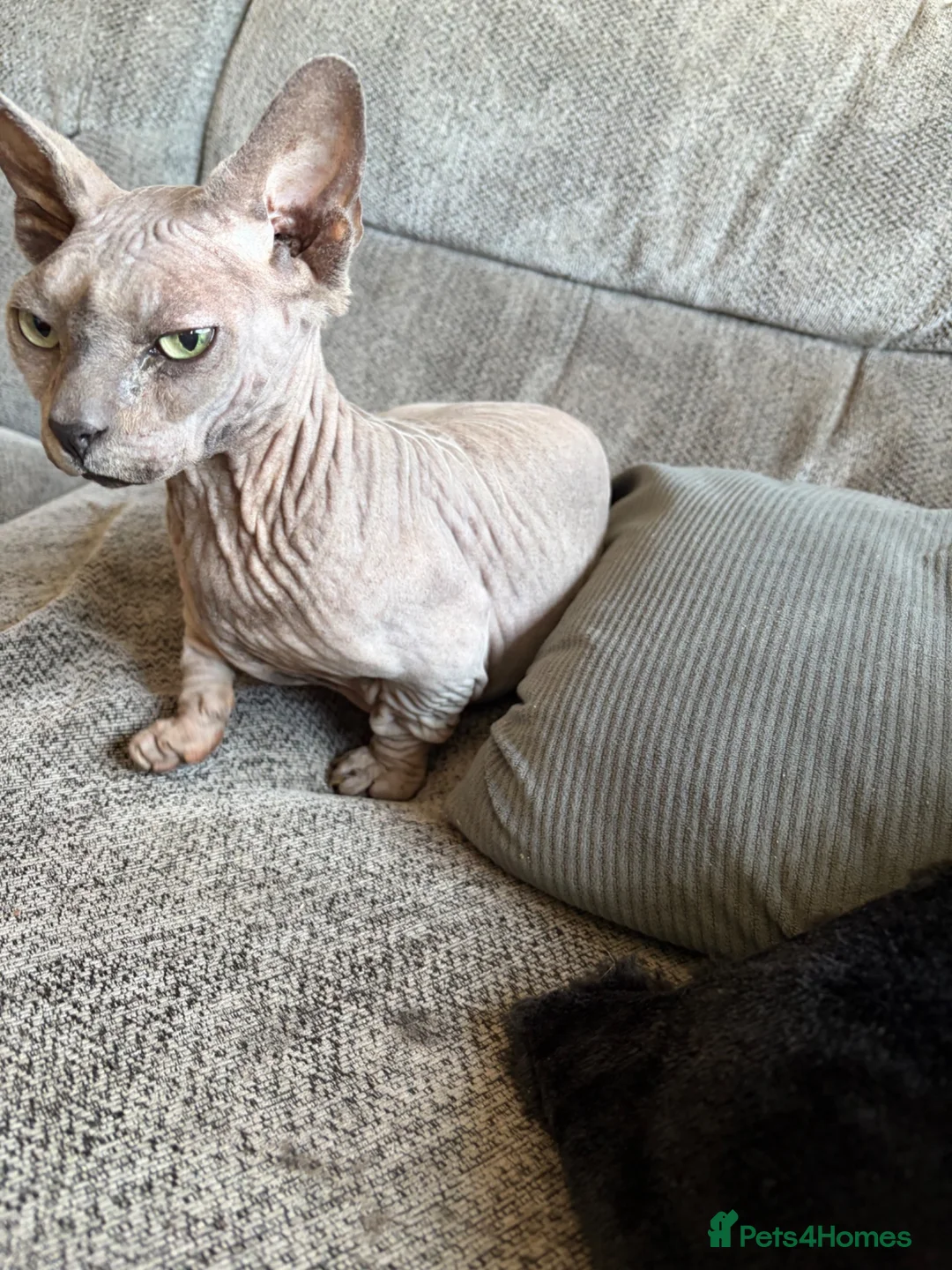 Sphynx cats for sale: Beautiful bambino boy  - Advert 2