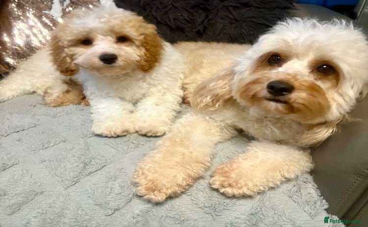 Cavapoo dogs - Advert 14