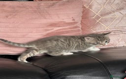 British Shorthair cats for sale: Half British shorthair for sale - Image 13