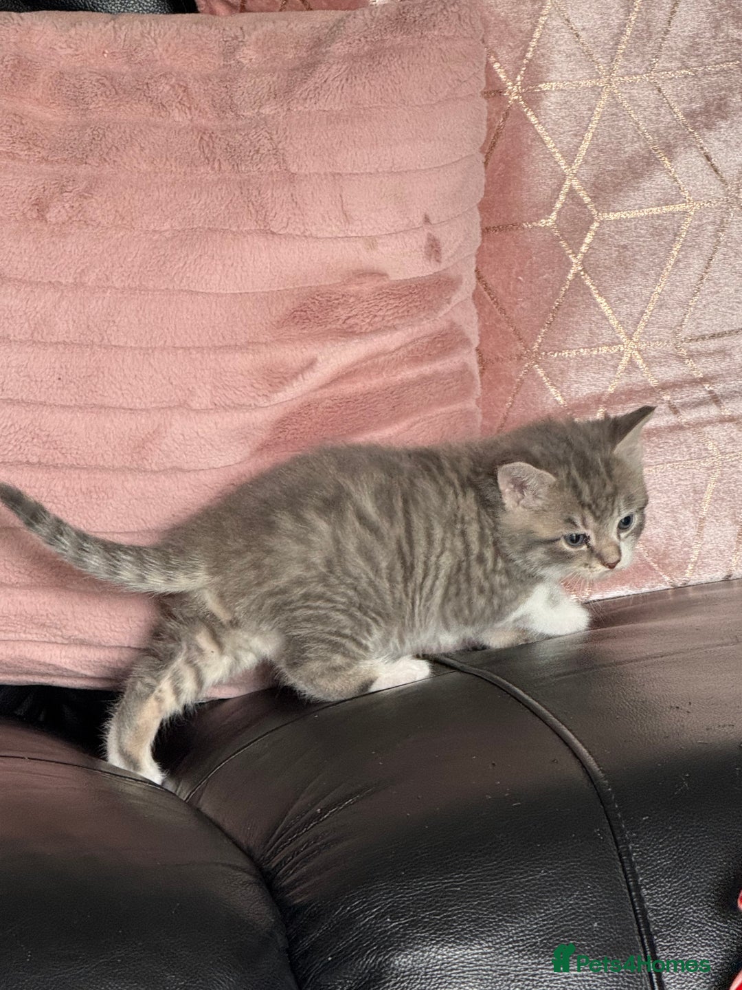 British Shorthair cats for sale: Half British shorthair for sale - Image 13