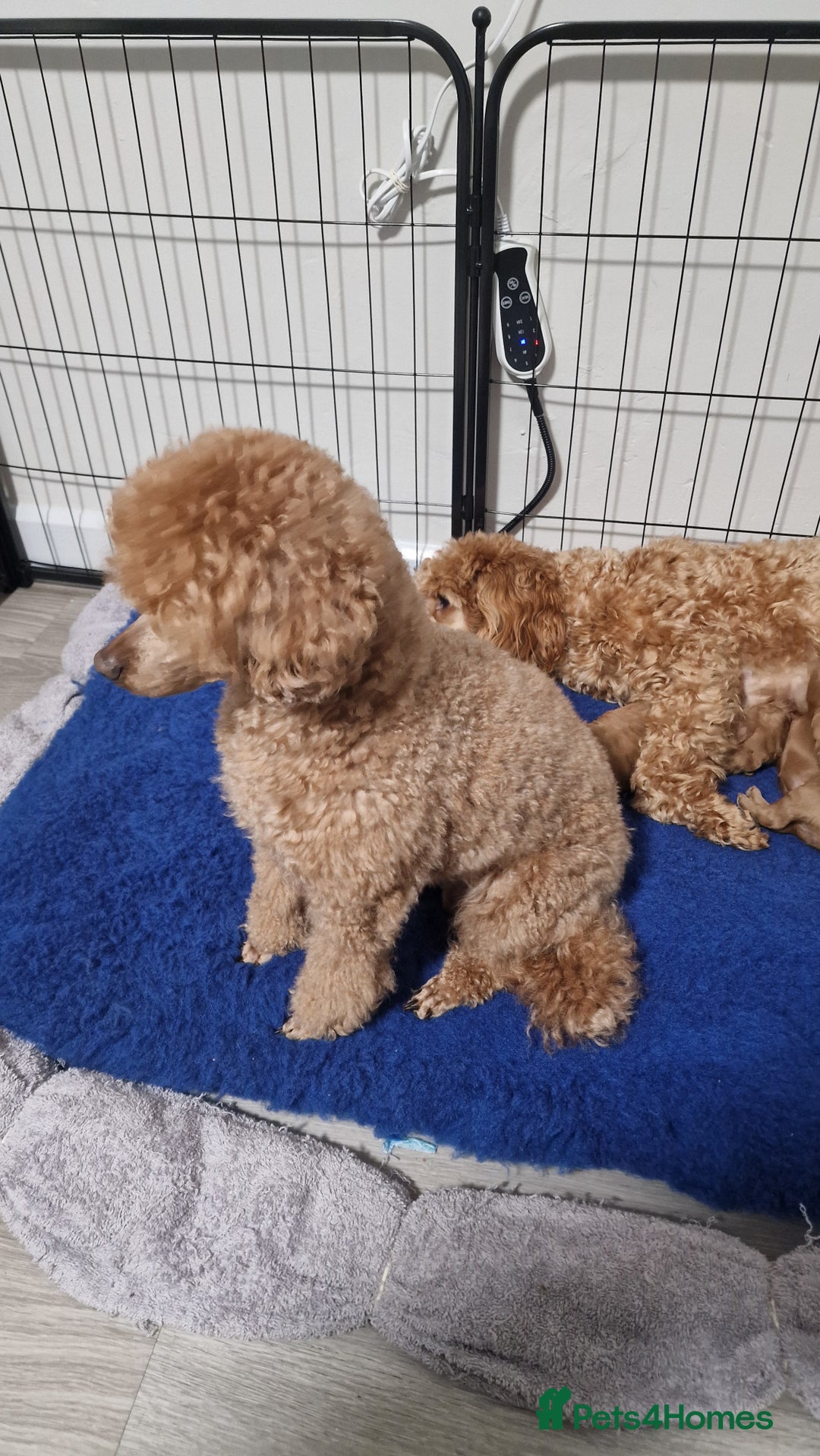 Maltipoo dogs for sale: F1B MALTIPOO PUPPIES  - Advert 8