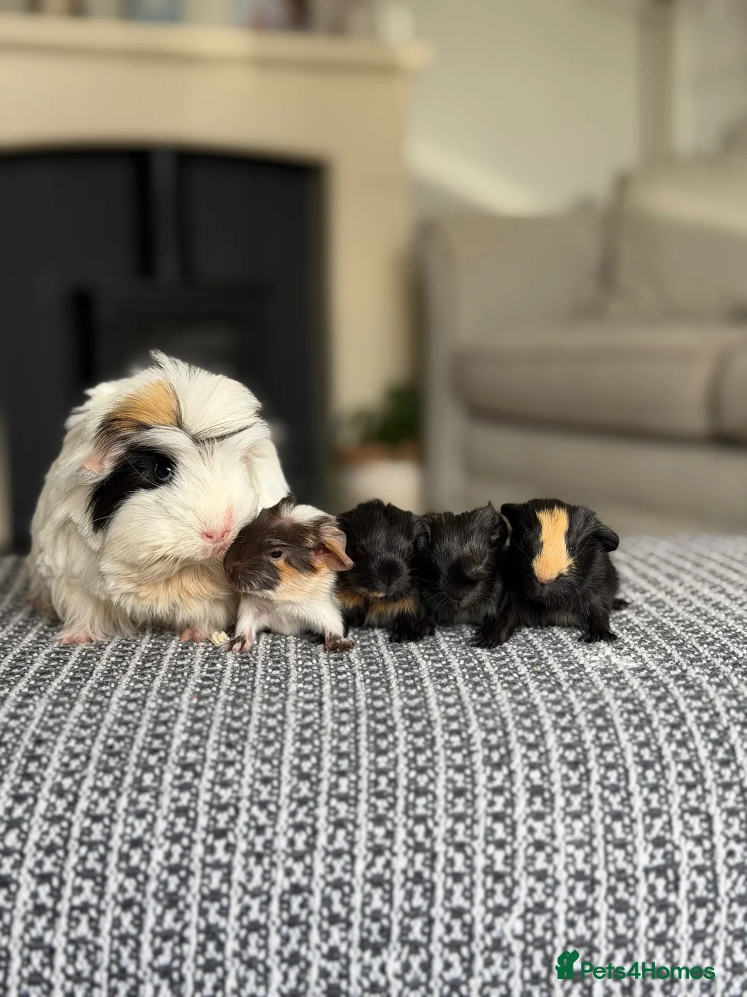 Guinea Pig rodents for sale: Beautiful Baby Guinea Pigs – Ready to Reserve  - Advert 1